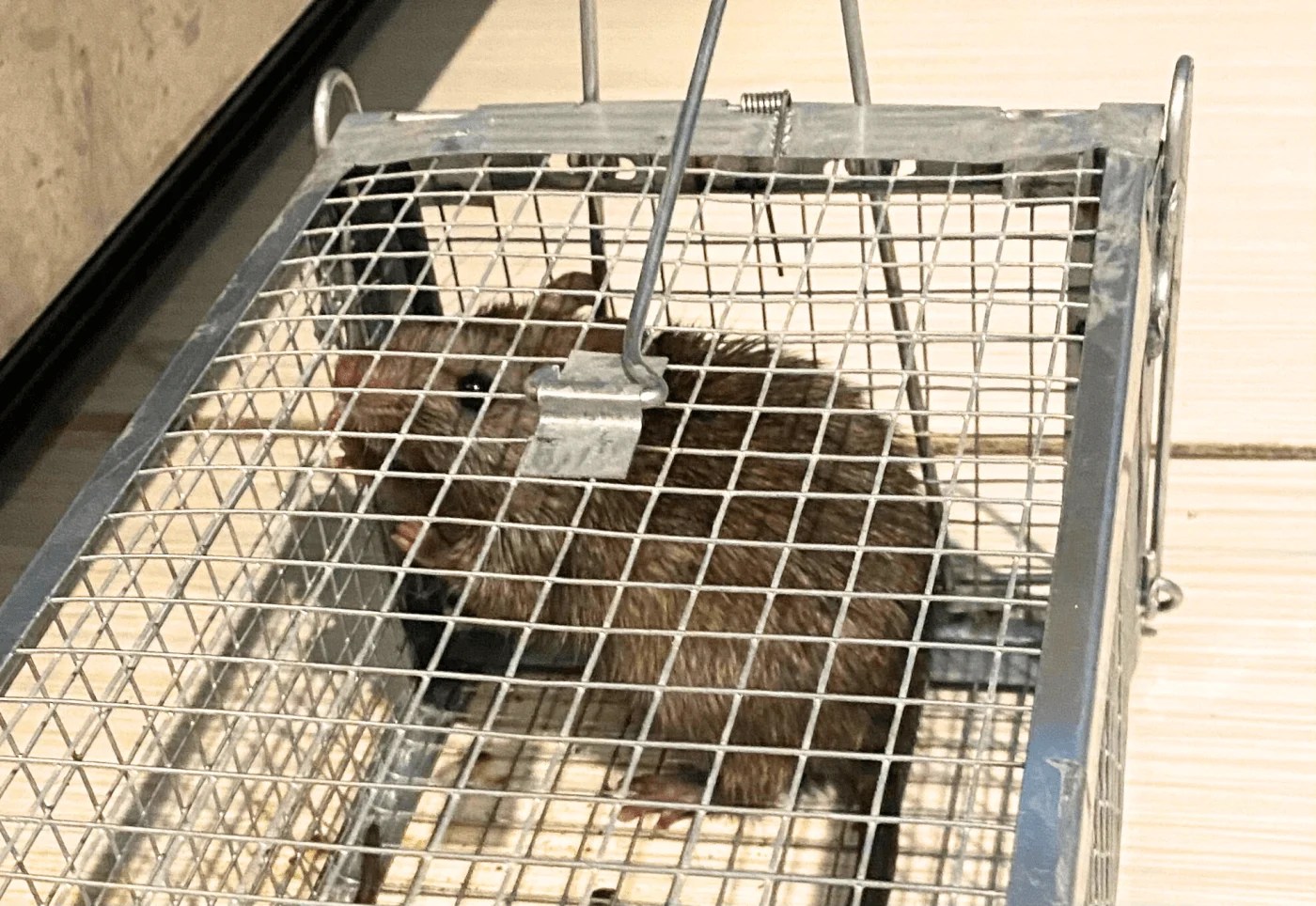 rata en una jaula trampa humana