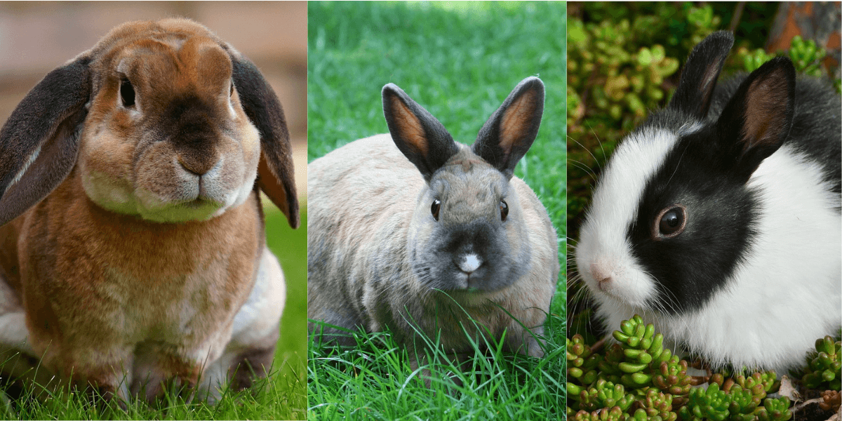 What Should You Do if You Find Baby Bunnies? PETA