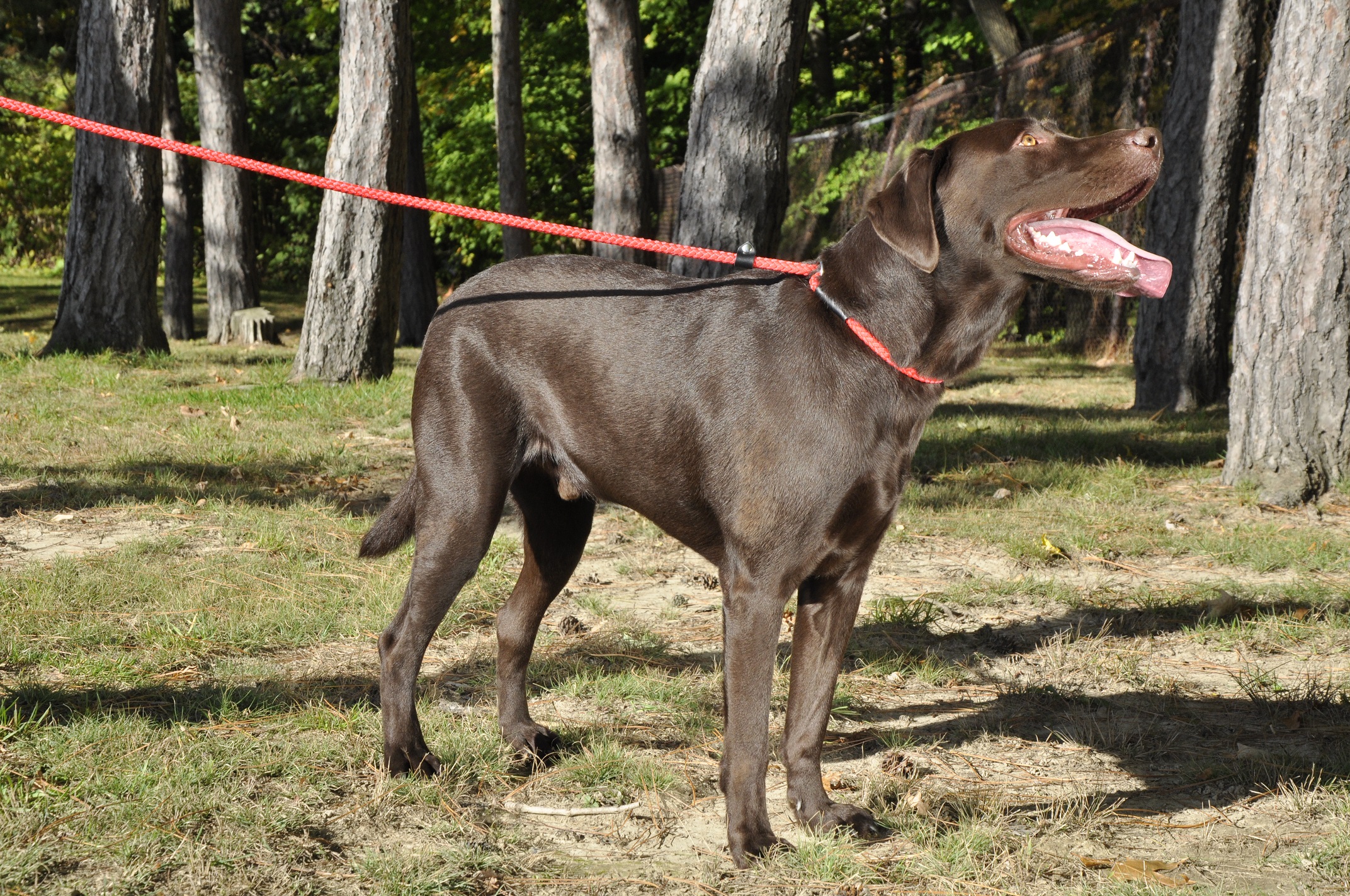 Coastal Rope Slip Leash Pet Age