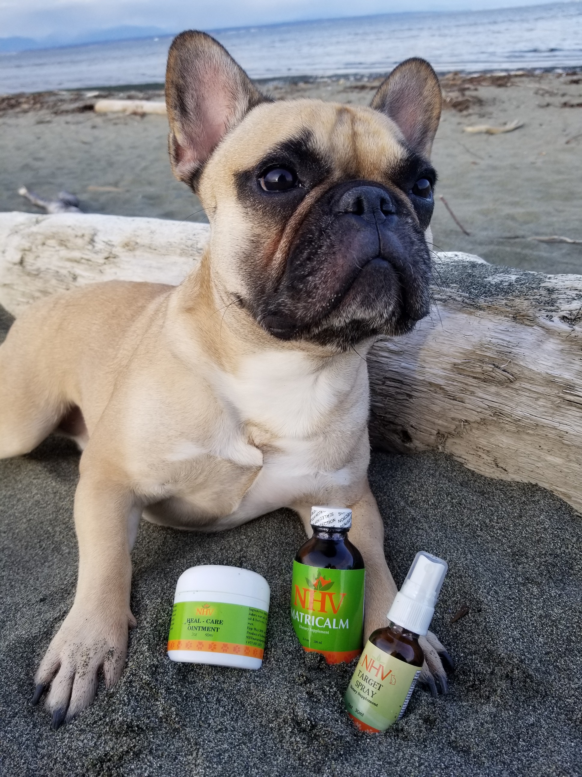 Are Dogs Allowed In Target 2018