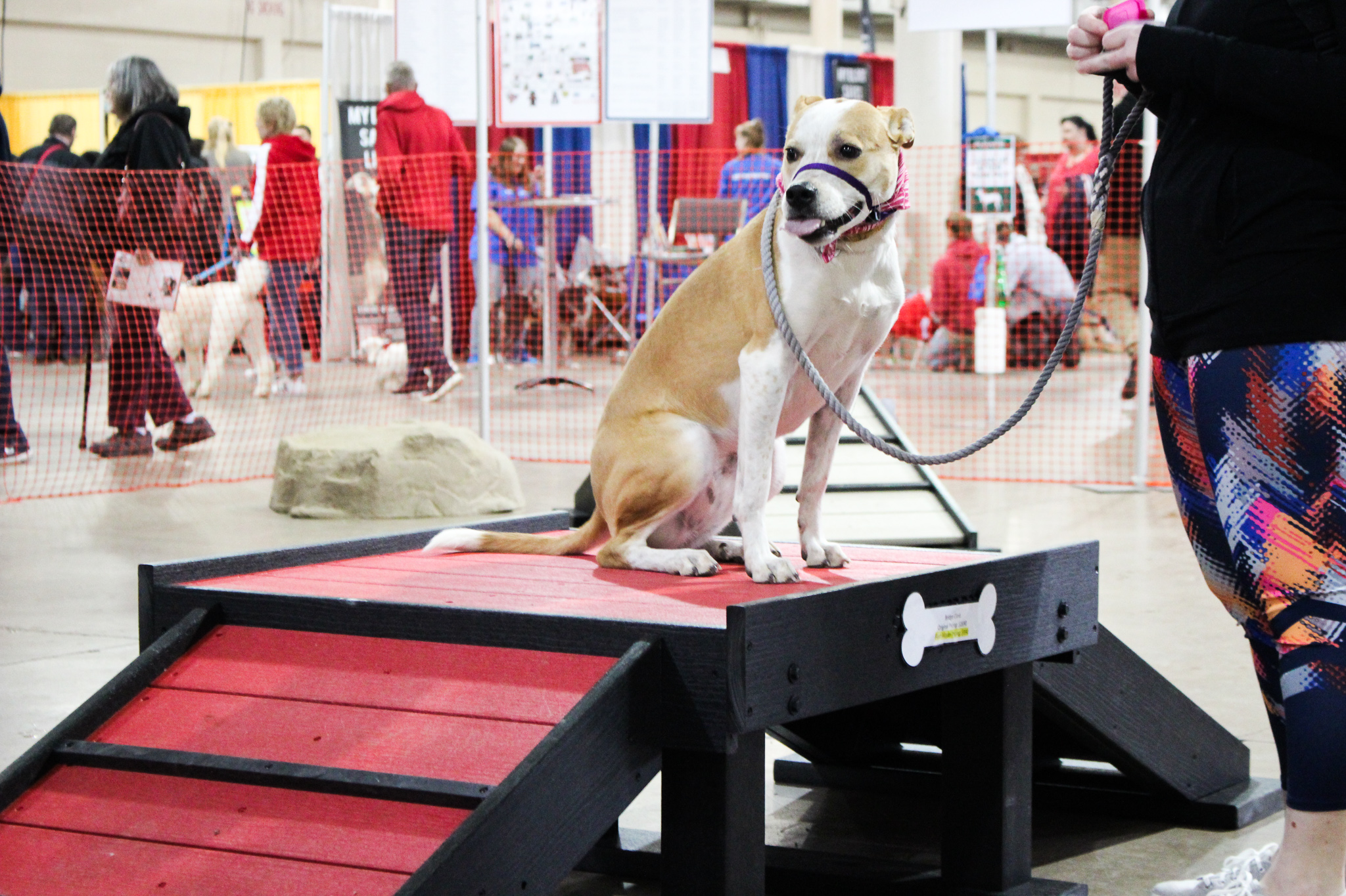 Gyms for Dogs Pet Age