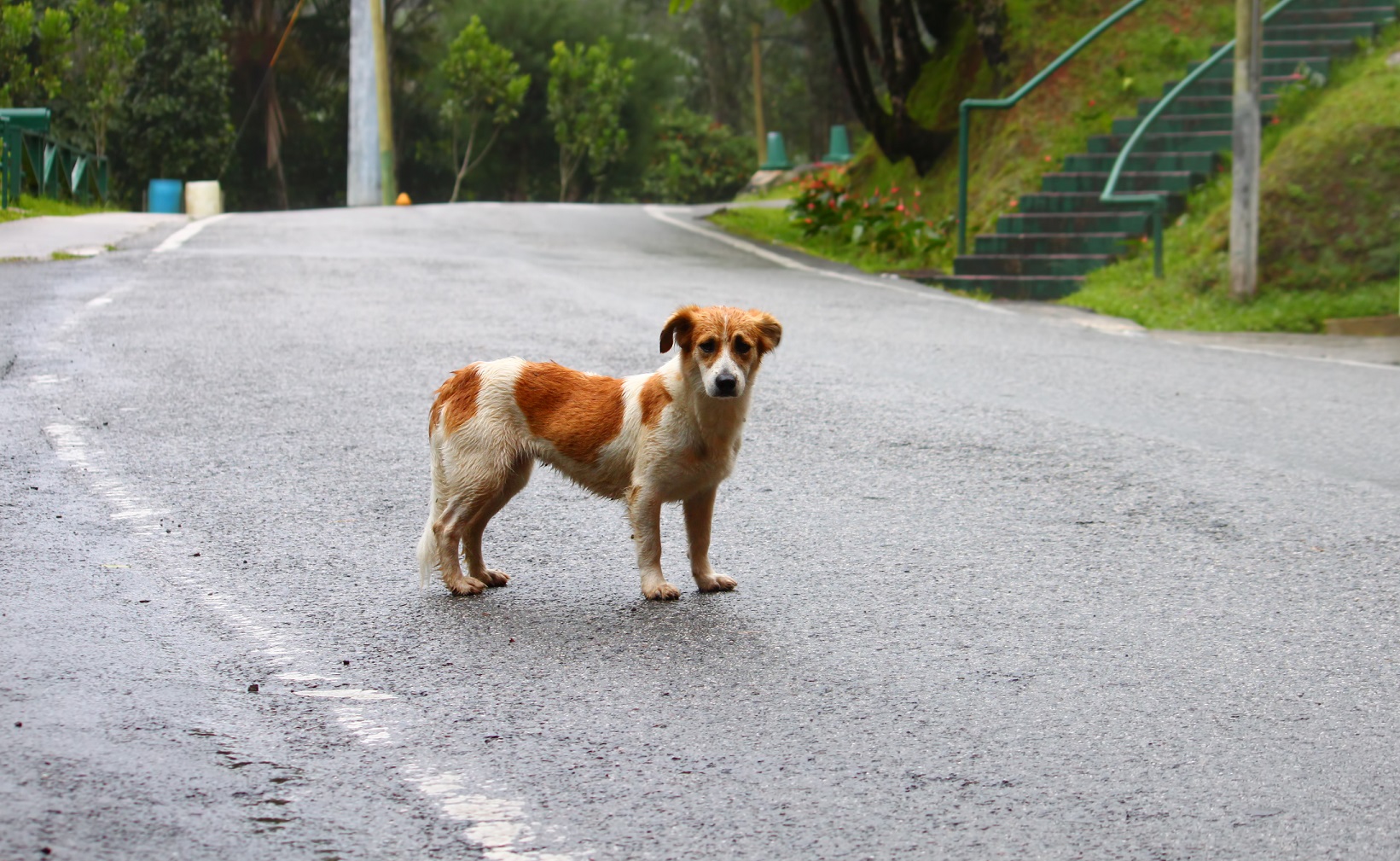 Are Cats And Dogs Required To Travel To Puerto Rico