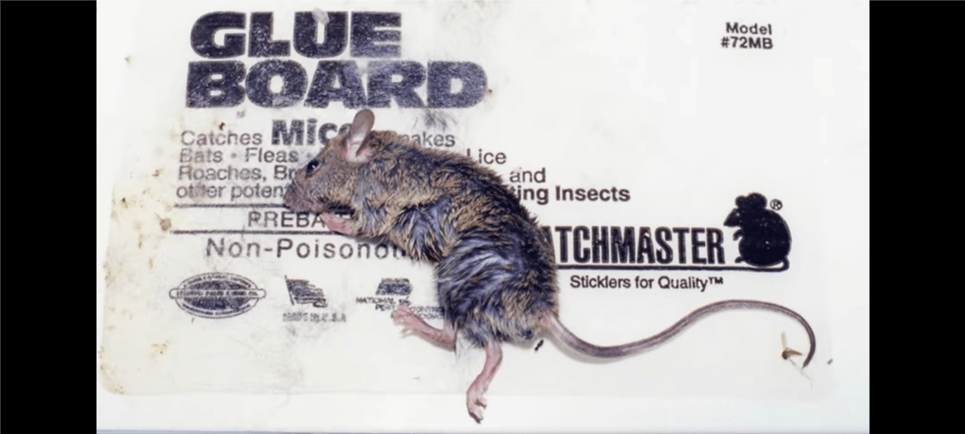 Telangana Prohibits the Manufacture, Sale, and Use of Vile and Illegal