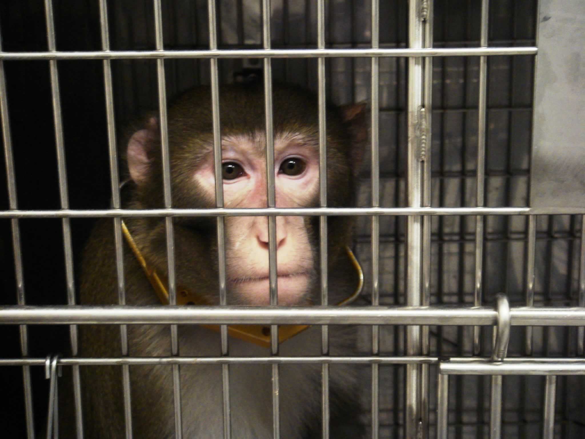 Experimentadores de Oregón drogan a los monos y los hacen