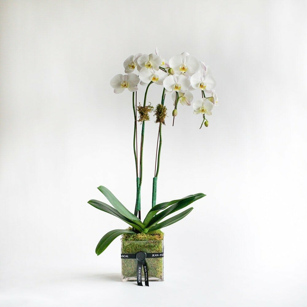10 Best Options for Orchid Delivery in Los Angeles Petal Republic