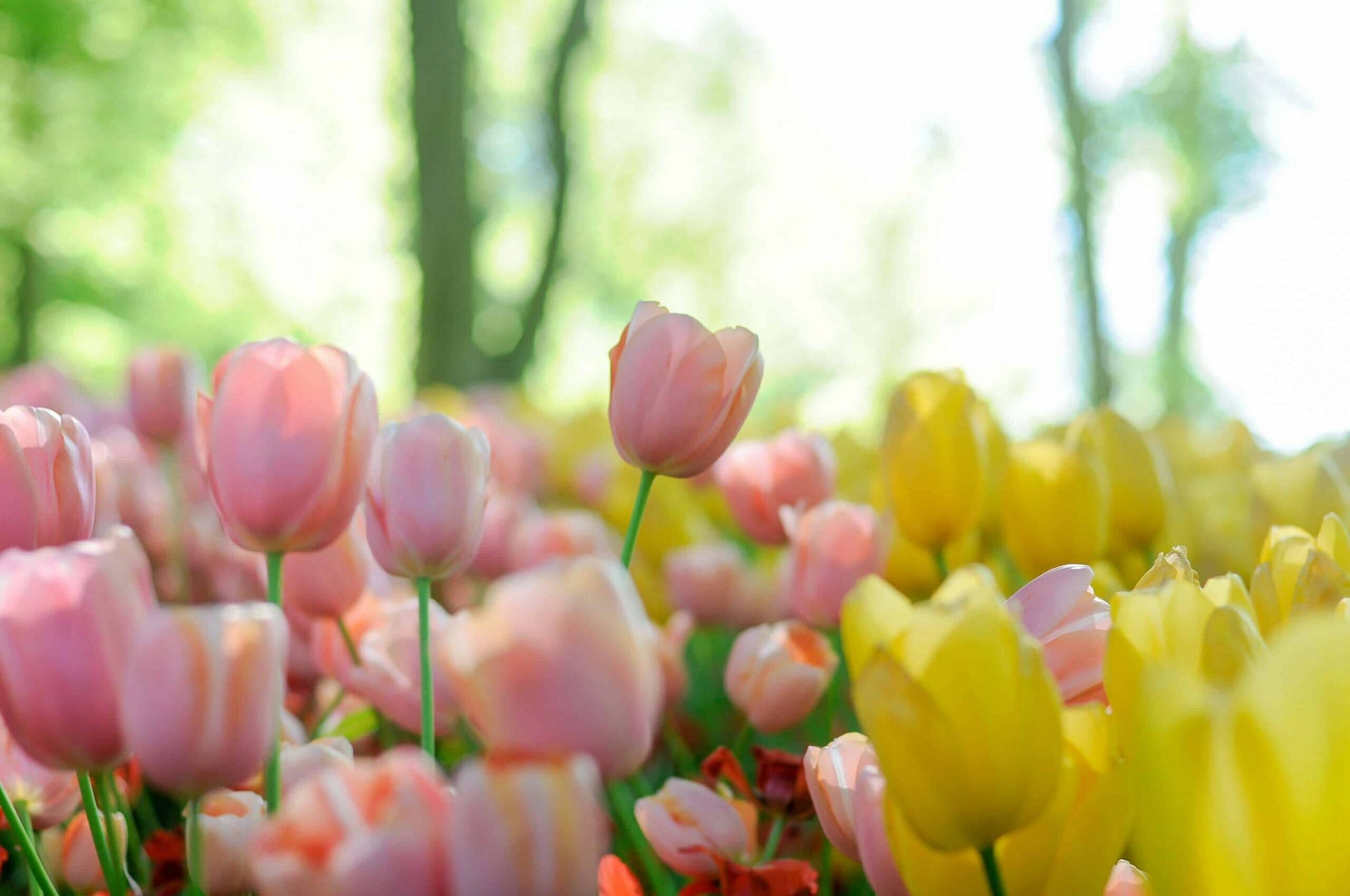 Ultimate Guide to Tulip Flower Meanings and Symbolism Petal Republic