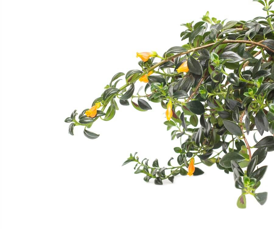 Goldfish Plant Care A Simple Guide for Healthy Growth Petal Republic