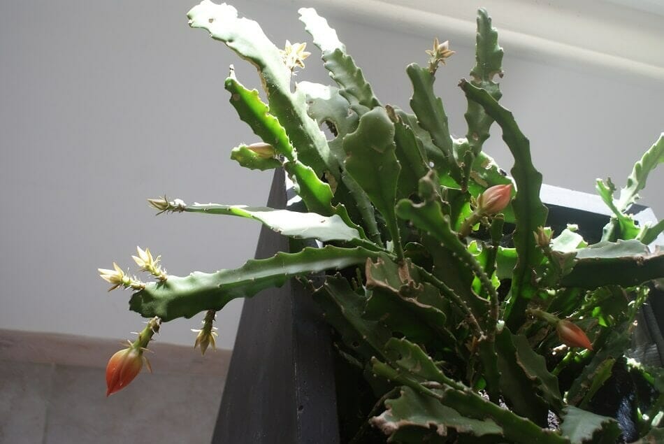 Orchid Cactus Care A Simple Guide for Healthy Growth Petal Republic