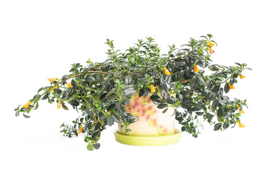 Ultimate Guide to Goldfish Plant Care (Columnea gloriosa) Petal Republic