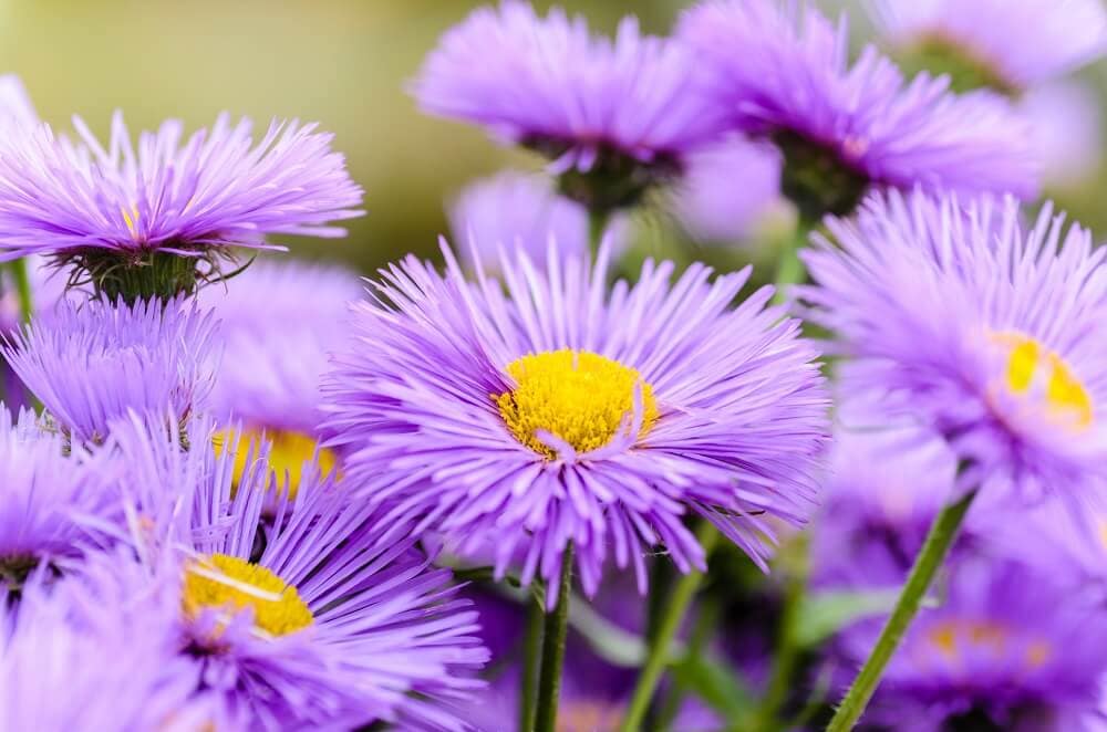 Aster Flower Meaning, Symbolism, Popular Types, and Uses Petal Republic