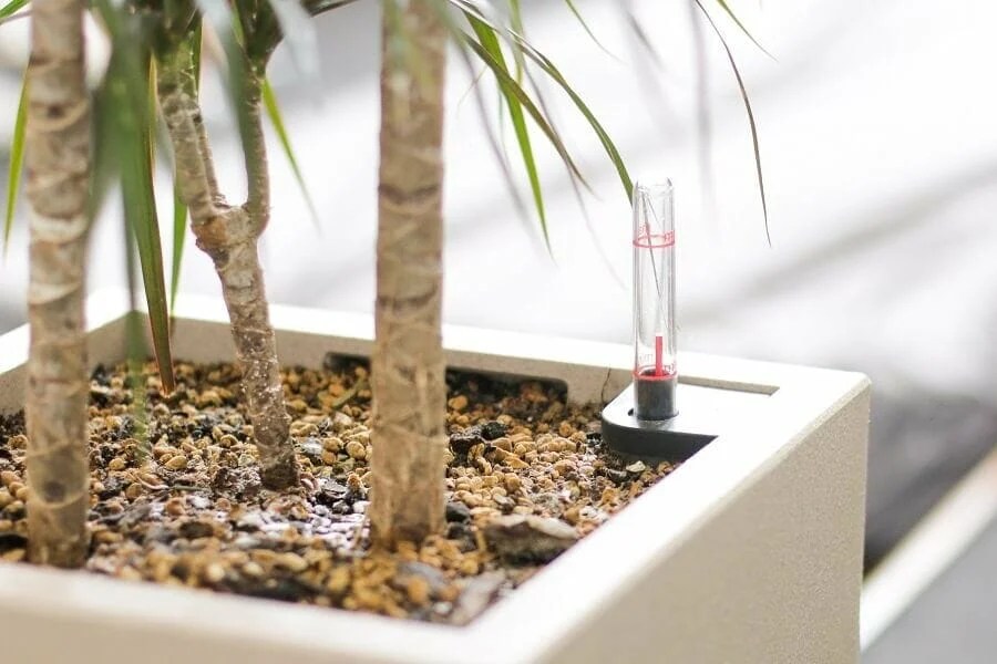 Dragon Tree Plant Care at Home Your Complete Guide Petal Republic