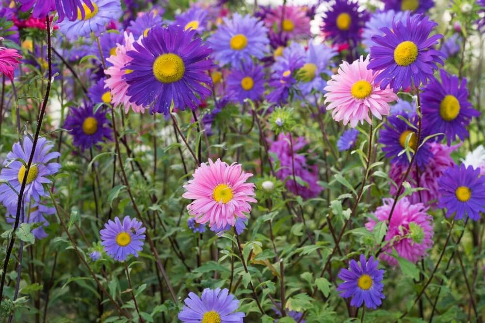 Aster Flower Meaning, Symbolism, Popular Types, and Uses Petal Republic