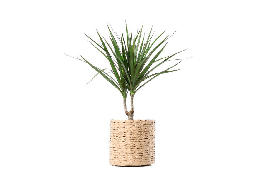 Dragon Tree Plant Care at Home Your Complete Guide Petal Republic