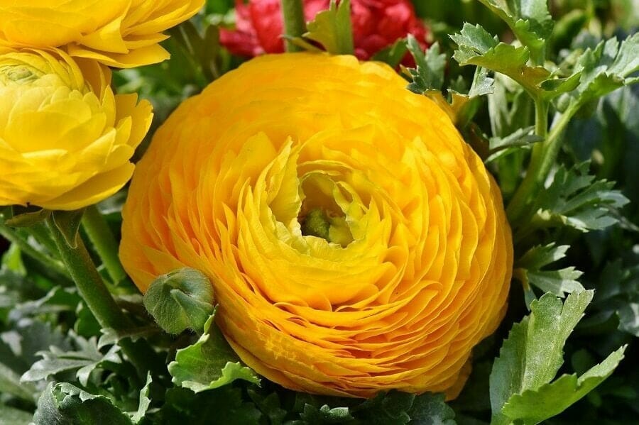 Ranunculus Flowers From Ancient Origins to Modern Meanings Petal