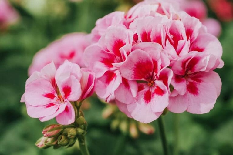 Ultimate Guide to Geranium Flower Meaning and Symbolism Petal Republic