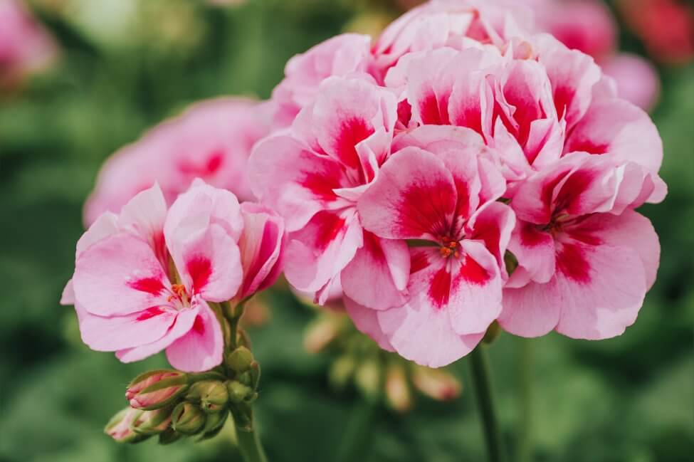 Ultimate Guide to Geranium Flower Meaning and Symbolism Petal Republic