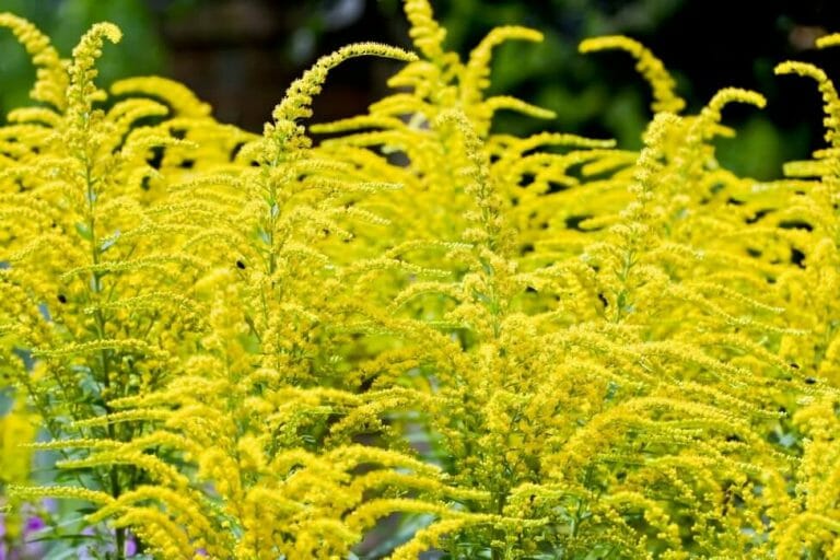 Goldenrod Flower Meaning, Popular Types, and Uses Petal Republic