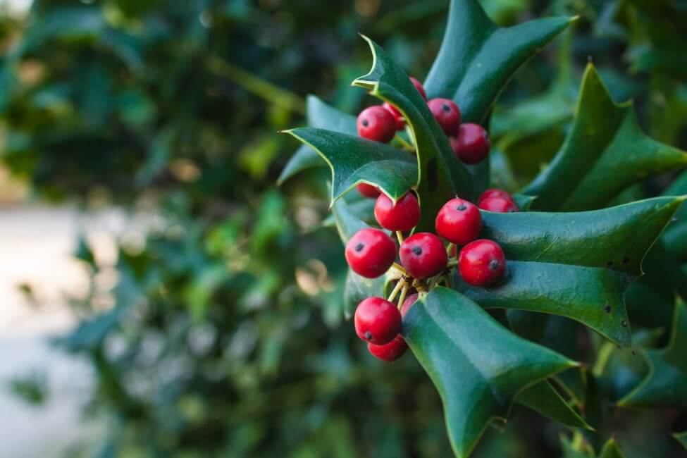 Holly Plant Meaning Unveiling Cultural Stories, Myths, and Symbolism