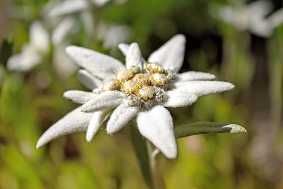 Edelweiss Flowers An InDepth Look at Their Meaning, Symbolism, and