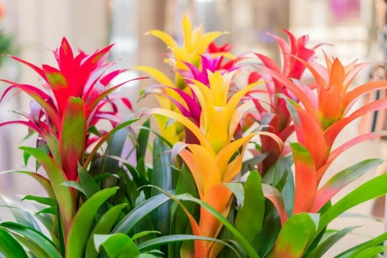 25 Amazing Red Houseplants and How to Grow Them Petal Republic