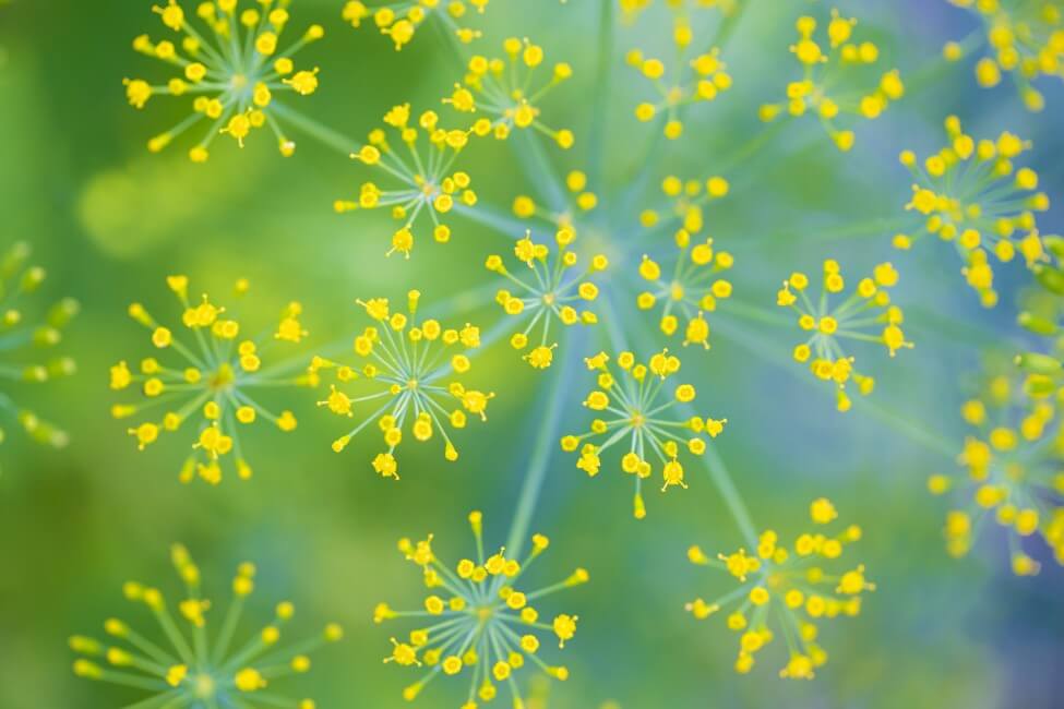 Dill in Bloom The LesserKnown Symbolism of This Familiar Herb Petal