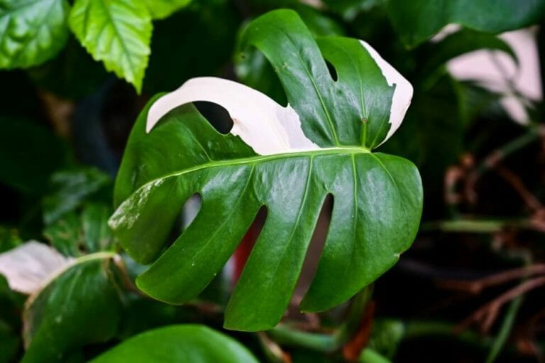 Ultimate Guide to Variegated Monstera Plants Petal Republic