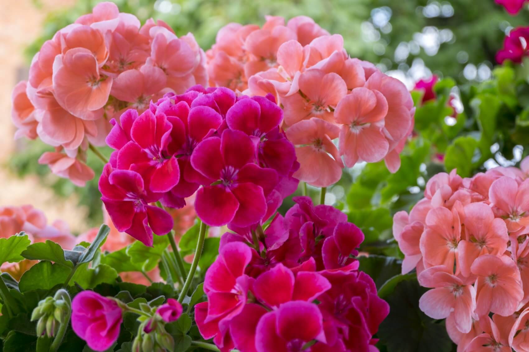 Geraniums in the Language of Flowers Meanings, Myths, and More Petal