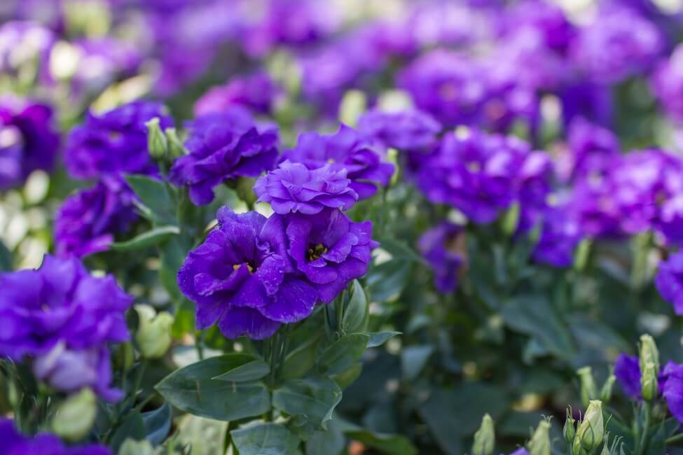 20 Best Purple House Plants (Types and Growing Tips) Petal Republic
