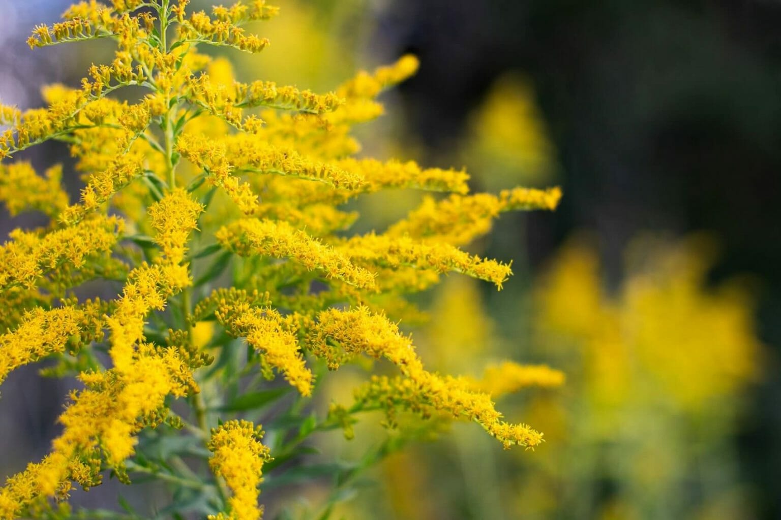 Goldenrod Flower Meaning, Popular Types, and Uses Petal Republic