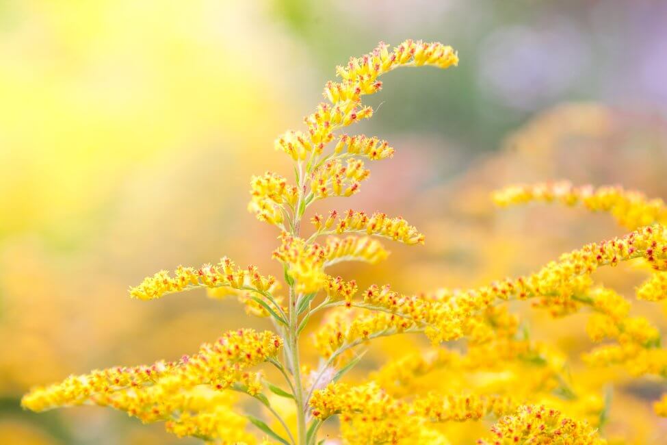 Goldenrod Flower Meaning, Popular Types, and Uses Petal Republic