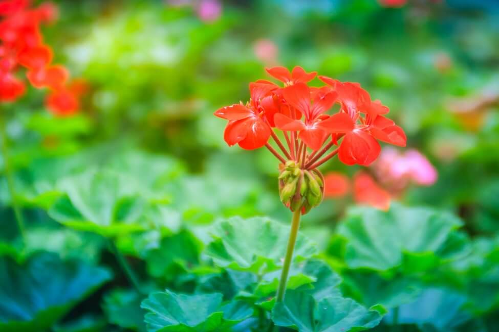 Ultimate Guide to Geranium Flower Meaning and Symbolism Petal Republic