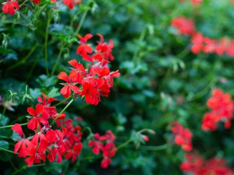 Ultimate Guide to Geranium Flower Meaning and Symbolism Petal Republic