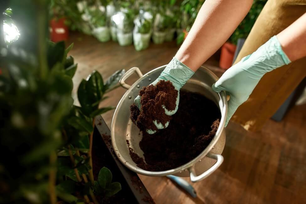 The Best Soil Mix for Rubber Tree Plants Petal Republic