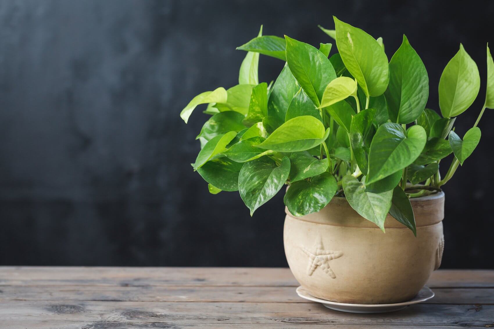 The Best Soil Mix for Pothos Plants to Thrive Petal Republic