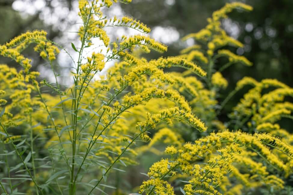 Goldenrod Flower Meaning, Popular Types, and Uses Petal Republic