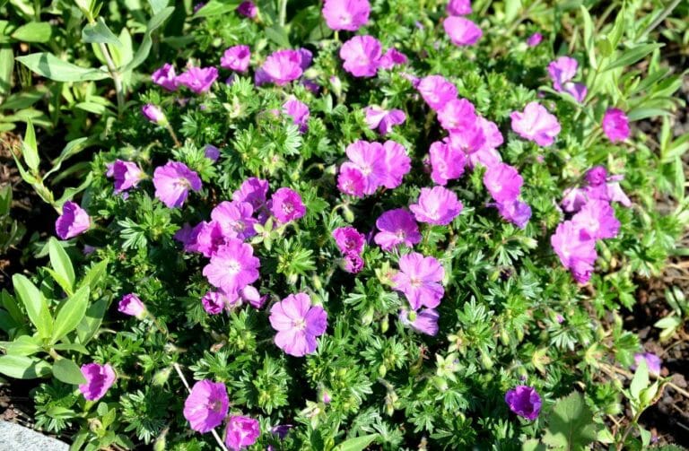 Ultimate Guide to Geranium Flower Meaning and Symbolism Petal Republic
