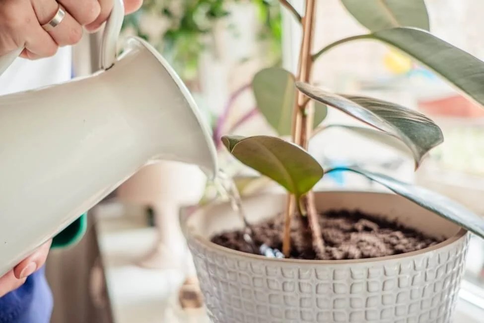 How to Water Rubber Tree Plants for Optimal Health Petal Republic