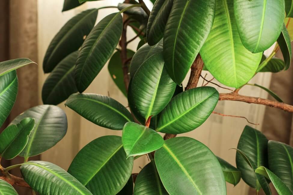 The Best Soil Mix for Rubber Tree Plants Petal Republic