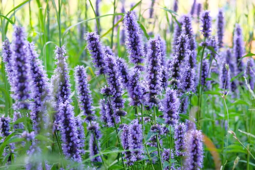 Ultimate Guide to Hyssop Flower Meaning, Types, and Uses Petal Republic