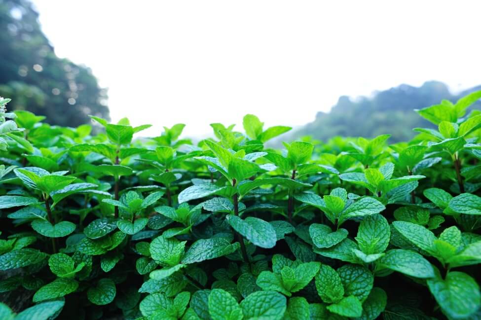 Ultimate Guide to Mint Plant Meaning, Types, and Uses (2022)