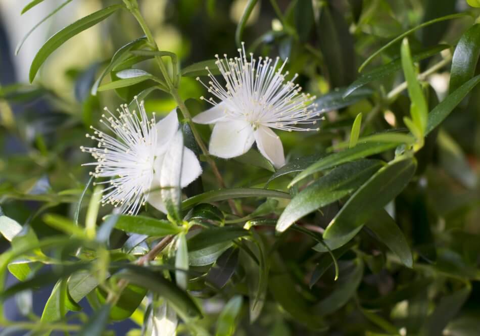 Myrtle Flower Meaning, Symbolism, Myths, Folklore, and Cultural