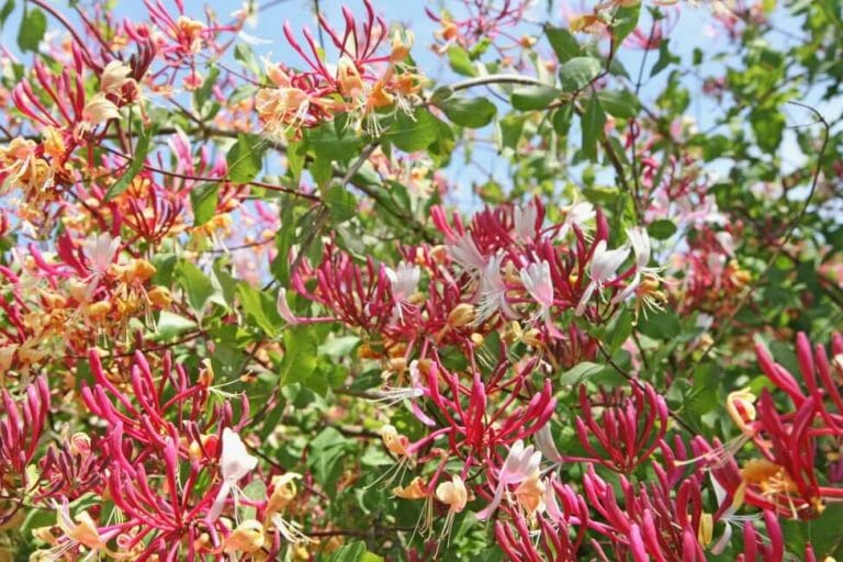 Honeysuckle Flower Meaning, Popular Types, and Uses Petal Republic