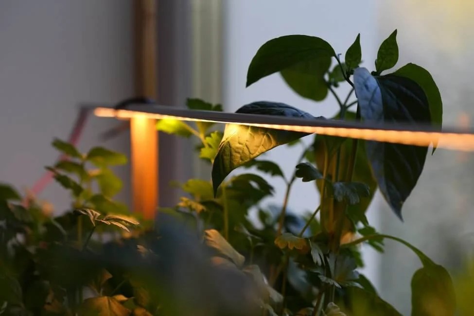 Artificial Lights for Plants Your Complete Guide Petal Republic