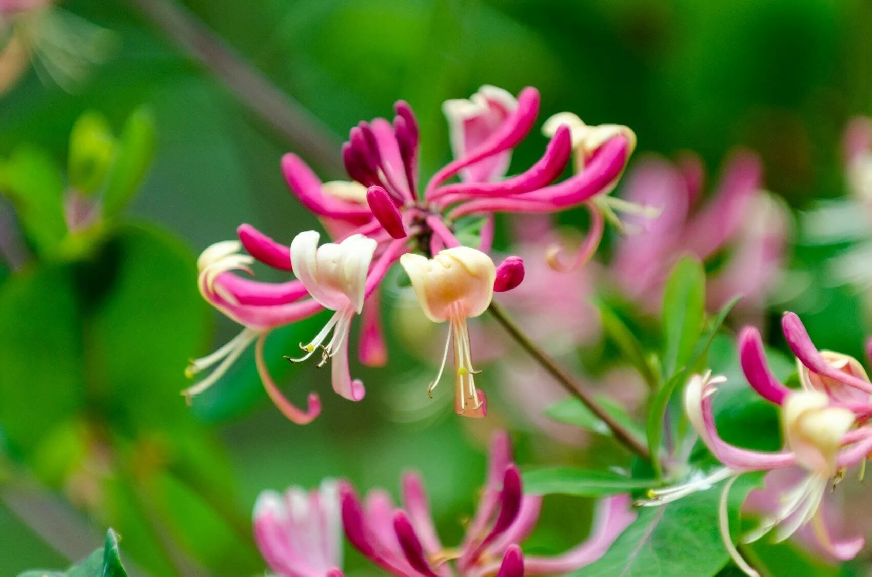 The Sweet Allure of Honeysuckle Meanings, Symbolism, and Cultural