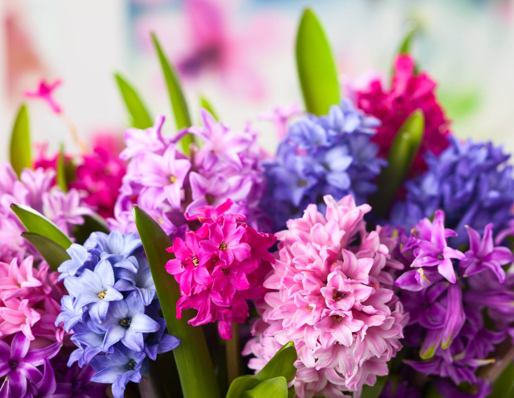 Unlocking the Secrets of Hyacinth Flower Meanings Petal Republic