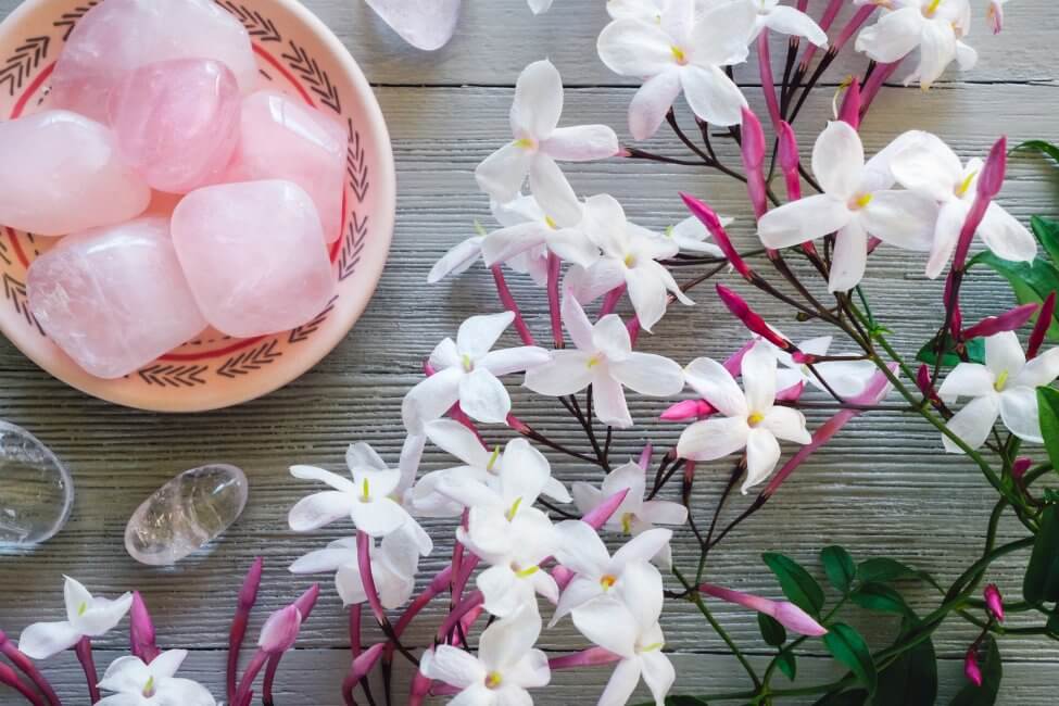 Ultimate Guide to Jasmine Flower Meaning and Uses Petal Republic