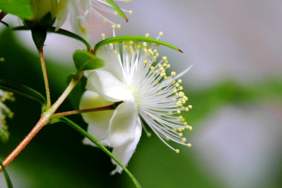 Myrtle Flower Meaning, Symbolism, Myths, Folklore, and Cultural