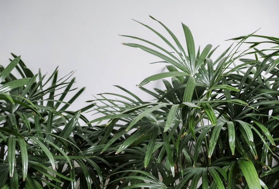 Broadleaf Lady Palm Care at Home Your Complete Guide Petal Republic