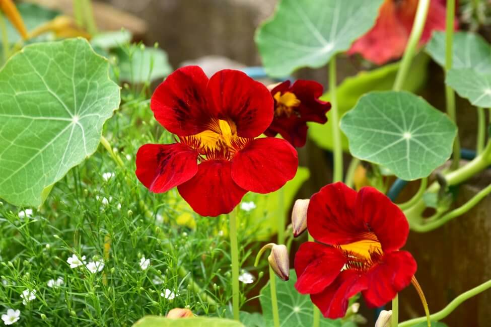 Nasturtium Flowers Your Complete Guide to Their Symbolic Meanings