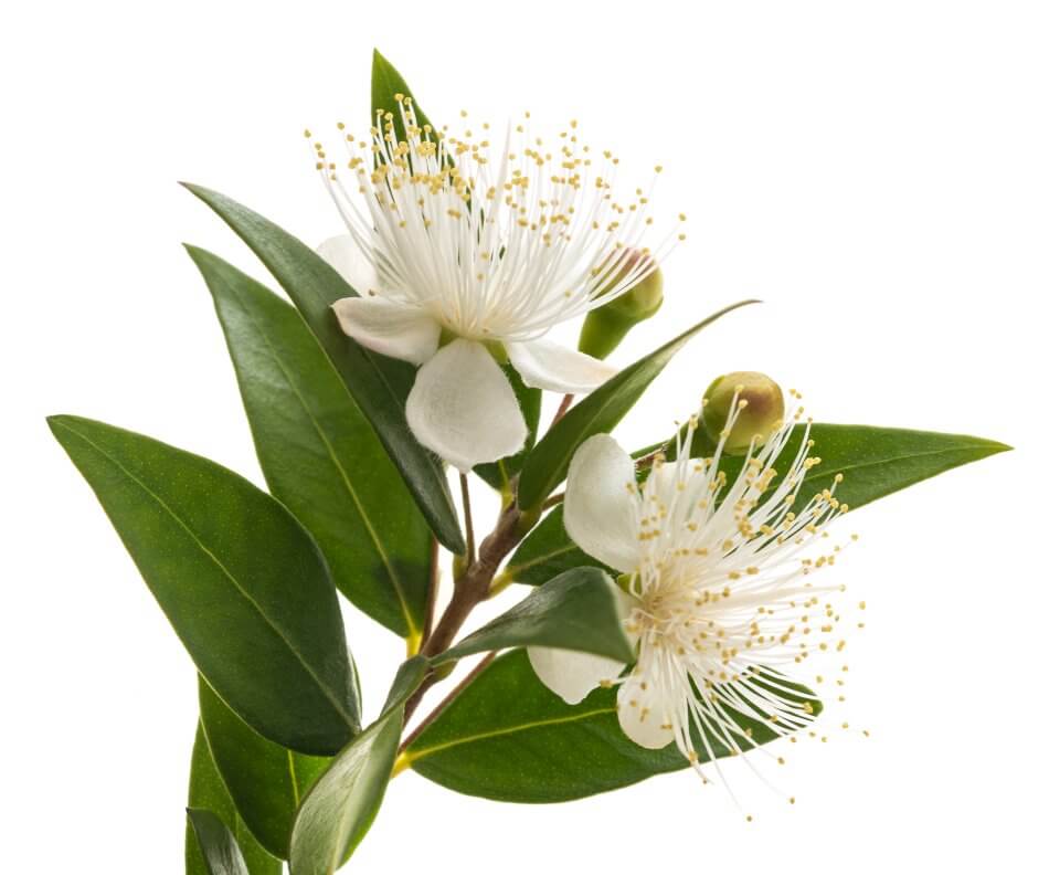 Myrtle Flower Its Special Meanings, Colors, And Uses, 60 OFF